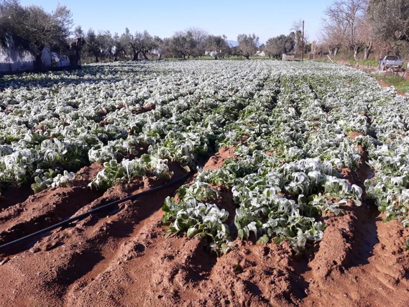Δήμος Μεσσήνης: Αναγγελία ζημιάς για τις καλλιέργειες που επλήγησαν από τον παγετό