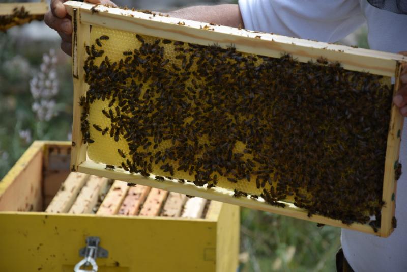 Προτάσεις για βελτιωτικές παρεμβάσεις στο Εθνικό Ηλεκτρονικό Μελισσοκομικό Μητρώο