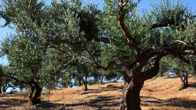 Πρόγραμμα δακοκτονίας Τρίτη 17 Σεπτεμβρίου στη Μεσσηνία