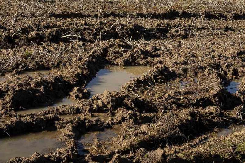 Οι βροχοπτώσεις προκάλεσαν ζημιές σε καλλιέργειες στην περιοχή της Ηλείας
