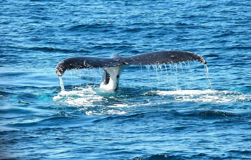 Νεκρή φάλαινα εντοπίστηκε στη θαλάσσια περιοχή νότια της Ακτής Πειραϊκής