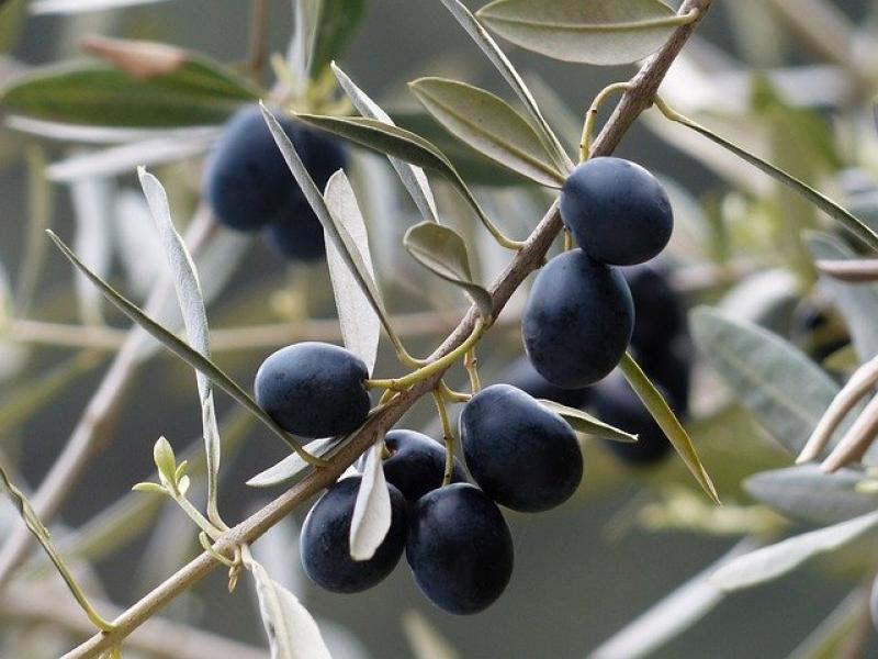 &quot;ΠΟΠ Ελιά Καλαμάτας&quot;: Προς τελική ευθεία η τροποποίηση των προδιαγραφών