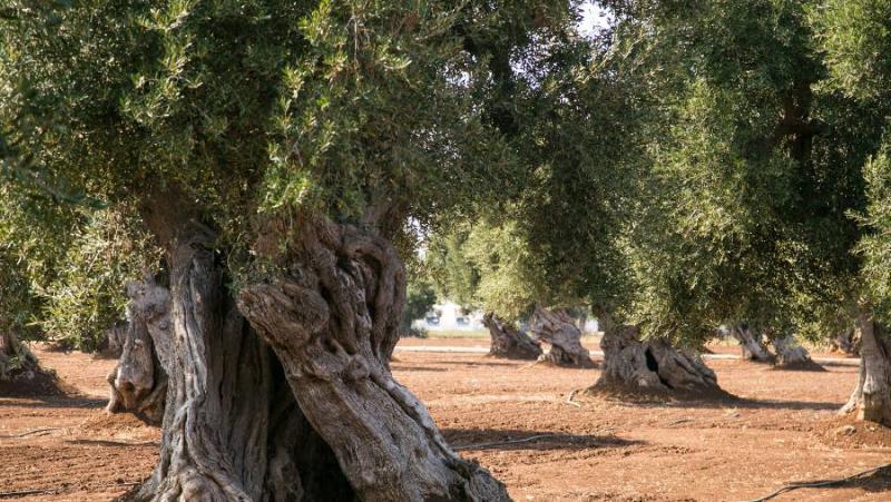 Πρόγραμμα δακοκτονίας Τρίτη 27 Αυγούστου στη Μεσσηνία