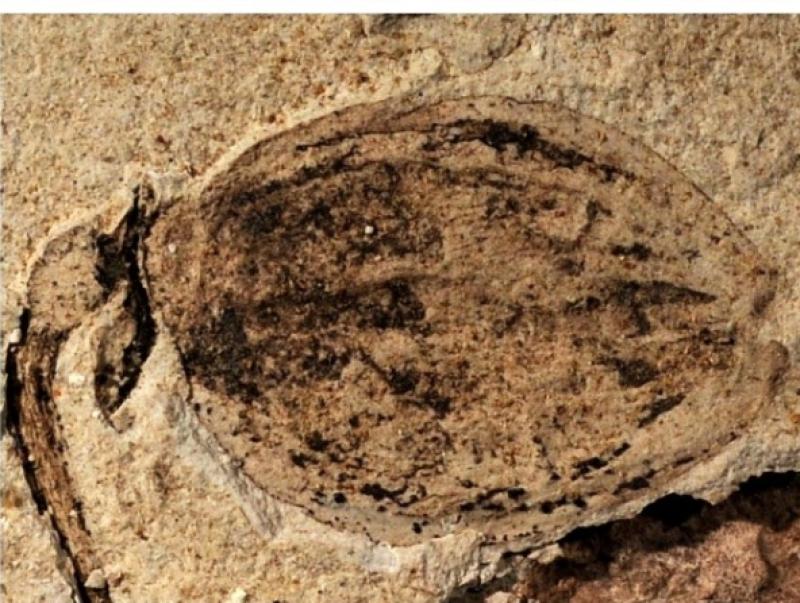 Αυτό είναι το αρχαιότερο απολιθωμένο μπουμπούκι λουλουδιού στον κόσμο ηλικίας 164 εκατομμυρίων ετών