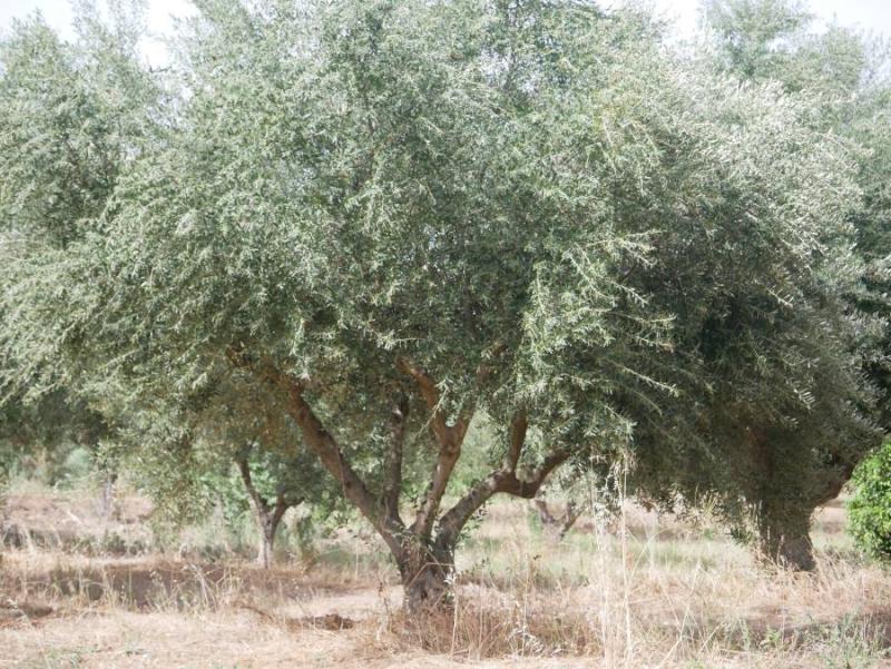 Πρόγραμμα δακοκτονίας Παρασκευή 5 Ιουλίου στη Μεσσηνία