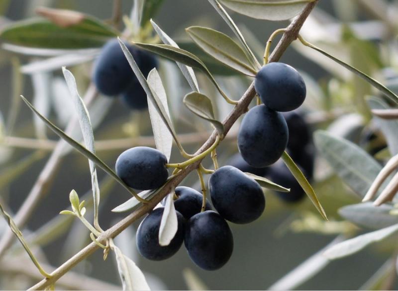 «Σύγχρονες τεχνικές και απαιτήσεις στην ελαιοκαλλιέργεια» στον Πύργο και στο Μεσολόγγι