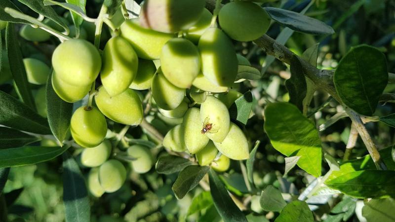 Οδηγίες για το γλοιοσπόριο της ελιάς δίνει η Περιφέρεια Πελοποννήσου