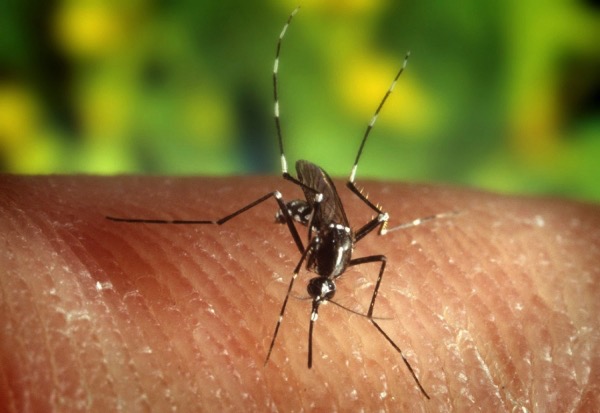 Η εξέλιξη της καταπολέμησης των κουνουπιών στην Π.Ε. Μεσσηνίας