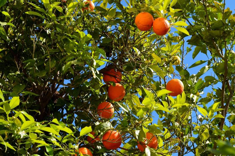 Ημερίδα με θέμα «Αγροτική Οικονομία και Διεθνείς Αγορές – Προοπτικές για Βιώσιμη Ανάπτυξη»