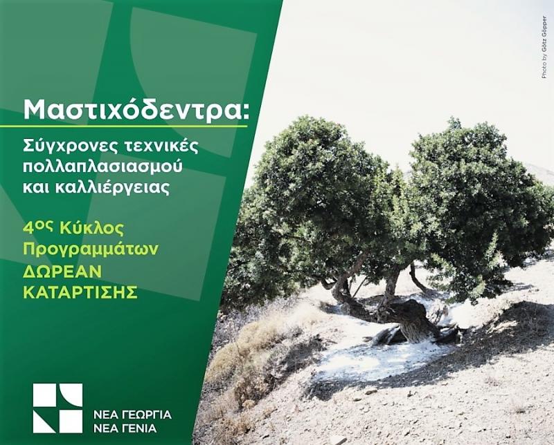 Μαστιχόδεντρα: Δωρεάν πρόγραμμα κατάρτισης στη Χίο