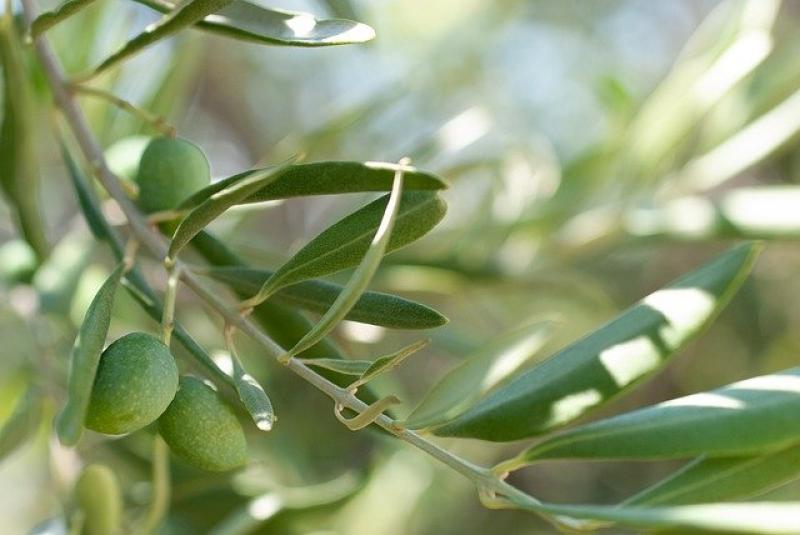 Στις 3 και 4 Ιουνίου το 2ο Διεθνές Συνέδριο Ελιάς