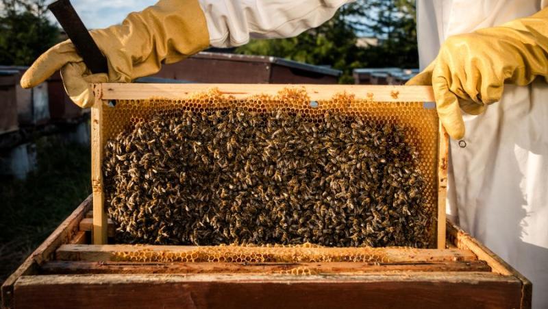 Παράταση ετήσεων για τη δράση &quot;Εξοπλισμός διευκόλυνσης μετακινήσεων&quot;του μελισσοκομικού προγράμματος