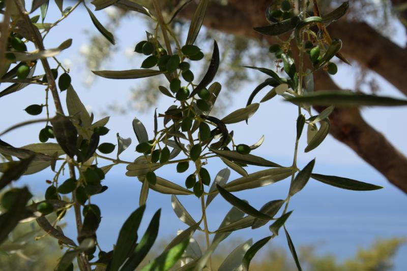 Κρήτη: Επιστημονική υποστήριξη και καινοτόμες δράσεις για τη φυτοπροστασία της ελιάς