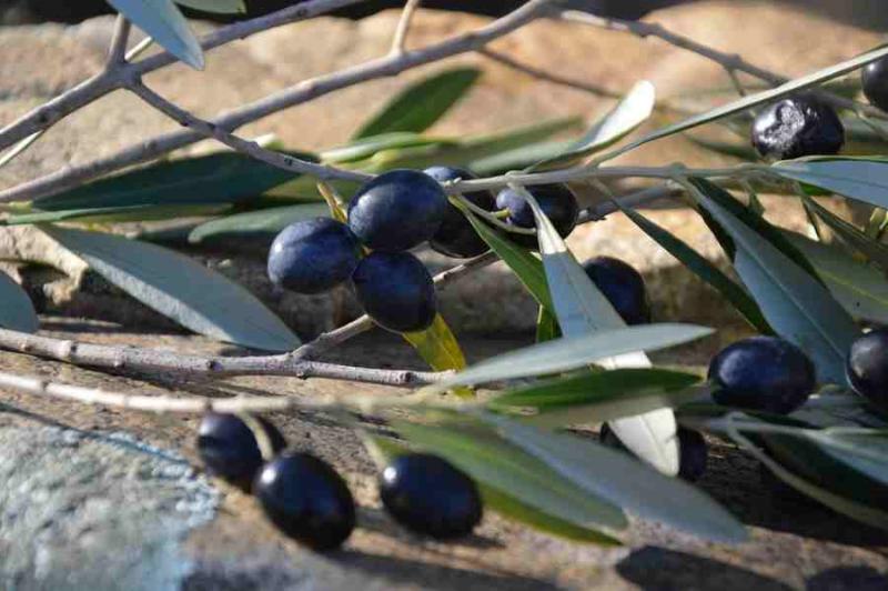 The first Master in Table Olive and Olive Oil in Greece