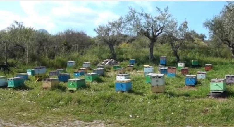 Ασθένειες και νομοθεσία σε ενημερωτική εκδήλωση για μελισσοκόμους