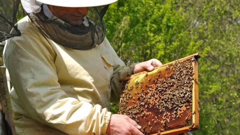 Νέα Γεωργία Νέα Γενιά: Επανεκκίνηση της Μελισσοκομίας στη Θεσσαλία