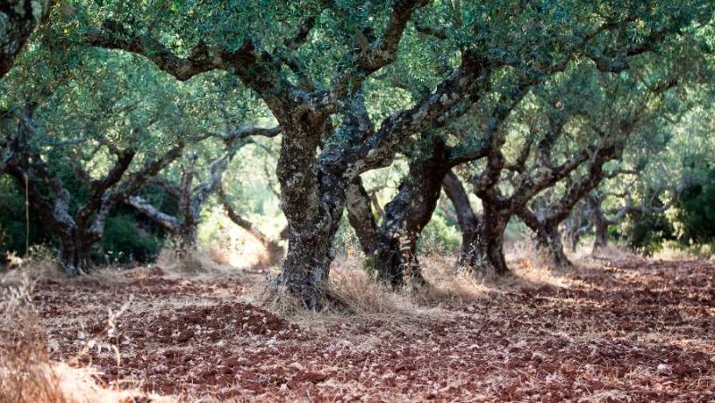 Πρόγραμμα δακοκτονίας Πέμπτη 12 Σεπτεμβρίου στη Μεσσηνία