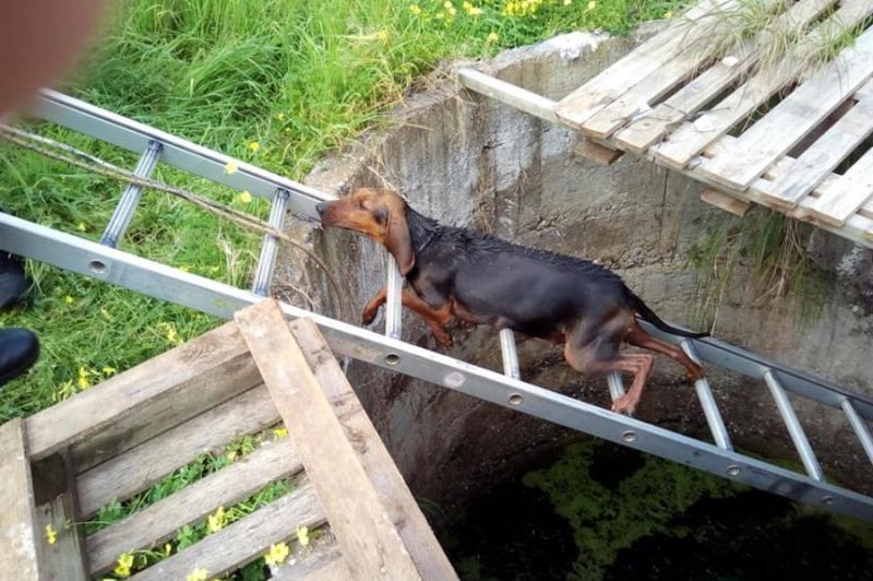 Διάσωση σκυλίτσας μέσα από πηγάδι στη Μεσσήνη