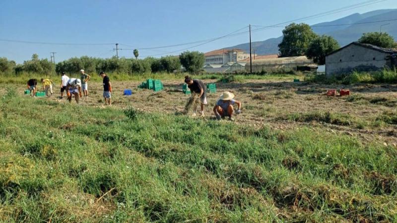 “Πατάτες για Καλό Σκοπό” στο Πανεπιστήμιο Πελοποννήσου