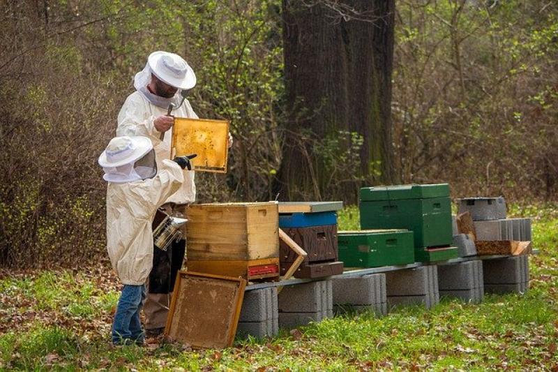 Κεδίκογλου: «Οι σωστοί μελισσοκόμοι πρέπει να επιβραβεύονται και οι παραβάτες να εκλείψουν»