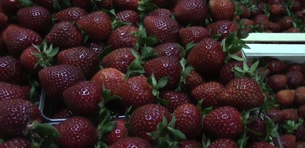 Στο... μοντάζ: Η φράουλα κατακτά τις αγορές και απαιτεί 1.000.000 μεροκάματα το χρόνο