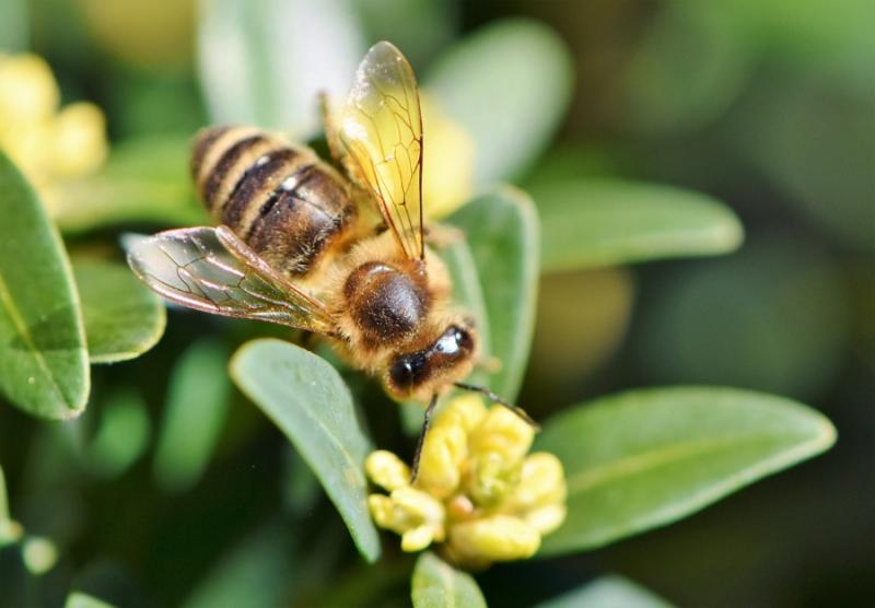 Ecocity και η Pan Europe για την απαγόρευση των νεονικοτινοειδών που σκοτώνουν τις μέλισσες