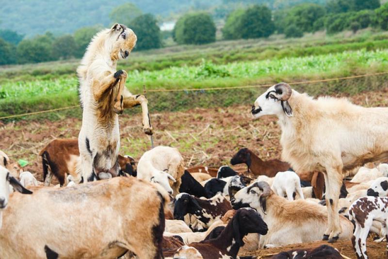 Υπεγράφη η απόφαση για τις συνδεδεμένες ενισχύσεις σε βοοειδή και αιγοπρόβατα