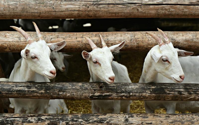 Κραυγή αγωνίας κτηνοτρόφων: «Κάποτε πήγαινα στο σφαγείο και περίμενα στην ουρά…»