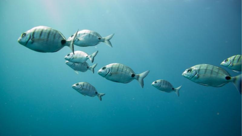ΥΠΑΑΤ: Η Ελλάδα μπορεί να γίνει παγκόσμιος πρωταγωνιστής στον αλιευτικό τουρισμό