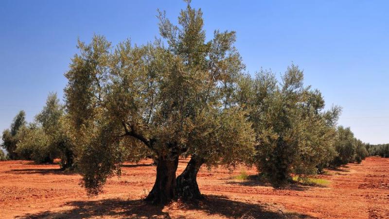 Πρόγραμμα δακοκτονίας Σάββατο 24 Αυγούστο και Δευτέρα 26 Αυγούστου στη Μεσσηνία