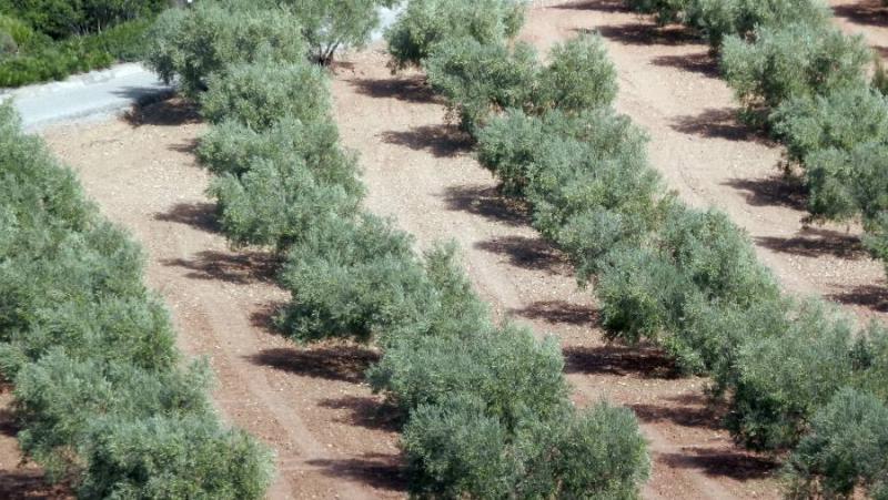 Πρόγραμμα δακοκτονία το Σάββατο 21 Σεπτεμβρίου και την Δευτέρα 23 Σεπτεμβρίου