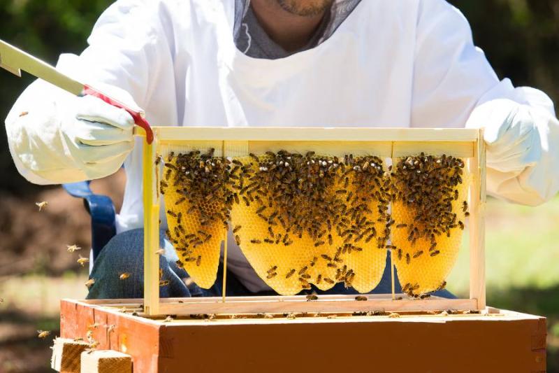 Εκδήλωση συμβολικής φύτευσης μελισσοκομικών φυτών στην Πάτρα