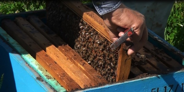 Σεμινάριο μελισσοκομίας στο Γύθειο