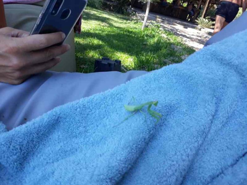 Ένα τόσο δα πλασματάκι... Κι όμως μπορεί να σπείρει πανικό! (Βίντεο, Φωτογραφίες)