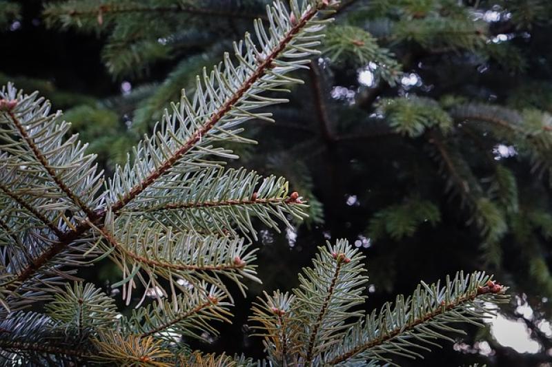 Χαλκιδική: Χαμόγελα ικανοποίησης σκόρπισε το νέο φετινό ρεκόρ πωλήσεων ελάτων, στο χωριό του Ταξιάρχη