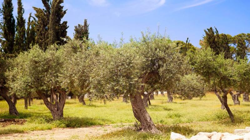 Πρόγραμμα δακοκτονίας την Τετάρτη 22 Οκτωβρίου στη Μεσσηνία