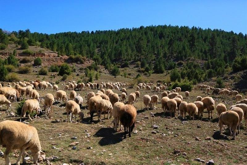 Δε βρίσκουν βοσκούς οι κτηνοτρόφοι στην Ήπειρο - Ζήτημα με την μετάκληση εργατών από την Αλβανία