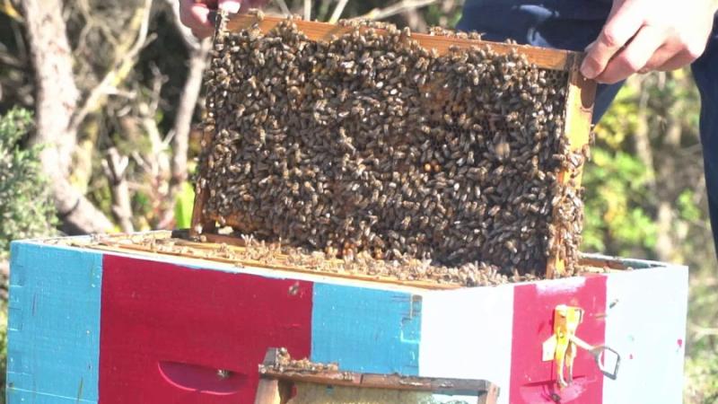 ΥπΑΑΤ-Συγκροτήθηκε σε σώμα το νέο Δ.Σ. της Ομοσπονδίας Μελισσοκόμων