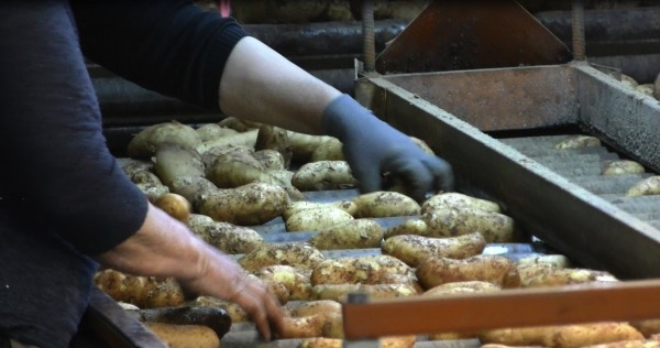 Στα 60 λεπτά η τιμή της πατάτας Μεσσηνίας (video)