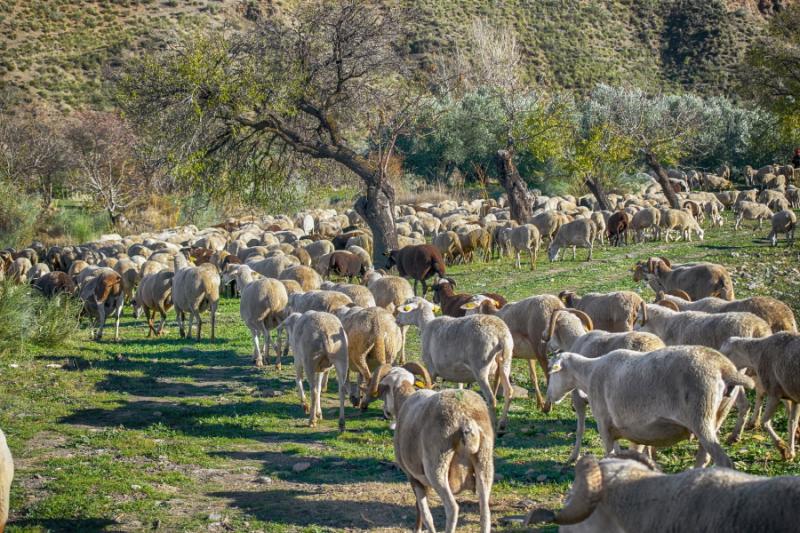 Ρέθυμνο: Κινητοποιήσεις αγροτοκτηνοτρόφων για βοσκοτόπους