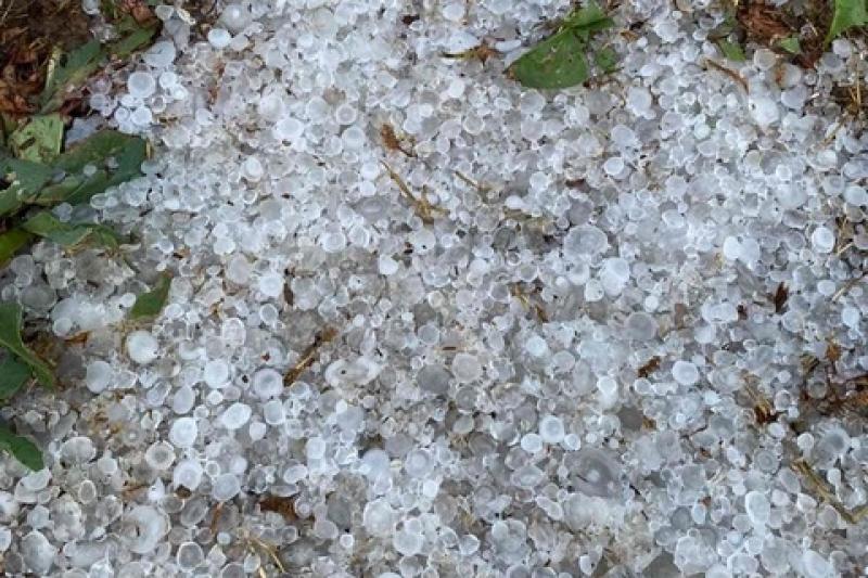 Τρίκαλα: Ισχυρή χαλαζόπτωση πλήγωσε καλλιέργειες της Δυτικής Θεσσαλίας