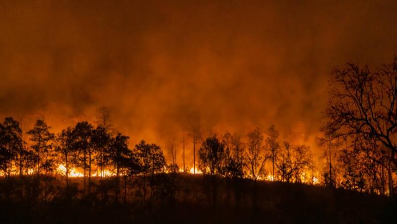 Απαγόρευση κυκλοφορίας στα δάση της Μεσσηνίας την Τετάρτη