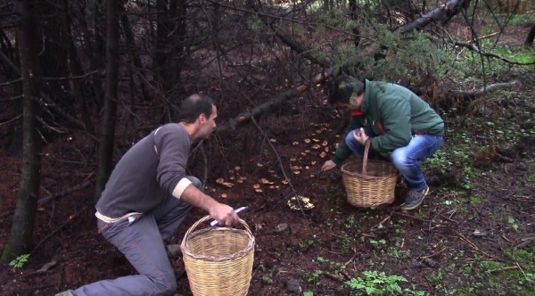 Αγρια μανιτάρια: Στο δάσος με έμπειρους μανιταροκυνηγούς (βίντεο - φωτό) «Εύφορη Γη»: εκπομπή Νο 34