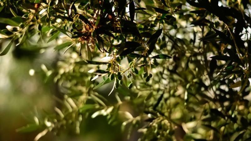 Νέα διοικητικό συμβούλιο για την Εθνική ΔΟΕΠΕΛ