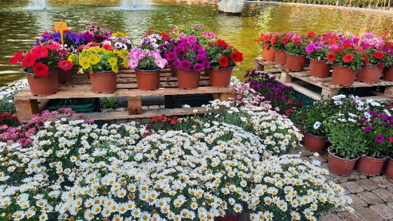 Με πολλά χαμόγελα και λουλούδια ολοκληρώνεται η 9η ανθοκομική έκθεση Καλαμάτας