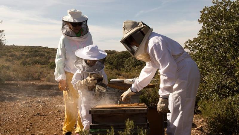 ΔΑΟΚ Μεσσηνίας: Οδηγίες για τους μελισσοκομικούς χειρισμούς