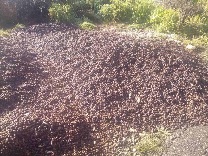 Αγροτοκτηνοτροφικός Σύλλογος Μεσσήνης: Η ΠΟΠ ελιά Καλαμών στα σκουπίδια