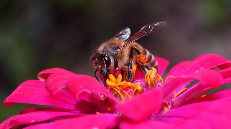 Ημερίδα μελισσοκομίας διοργανώνει ο δήμος Σαρωνικού