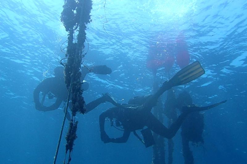 Αλόννησος: Ένα ρομπότ καθαρίζει τη θάλασσα