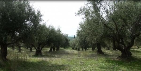 Ημερίδα για την ελιά και το λάδι στο Μάζι Αλιάρτου